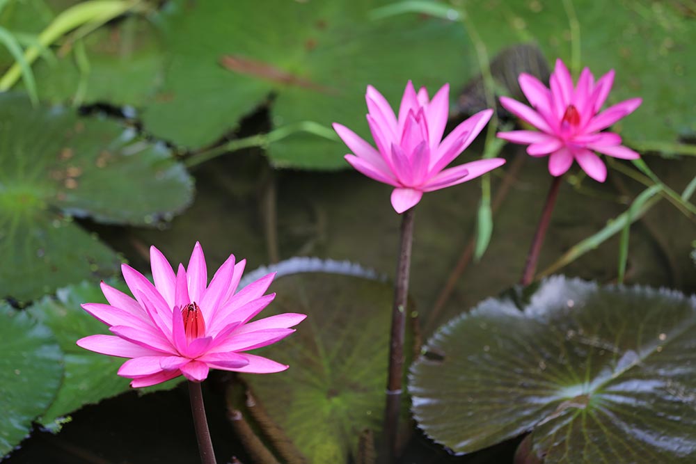 花のイメージ